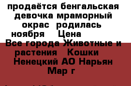 продаётся бенгальская девочка(мраморный окрас).родилась 5ноября, › Цена ­ 8 000 - Все города Животные и растения » Кошки   . Ненецкий АО,Нарьян-Мар г.